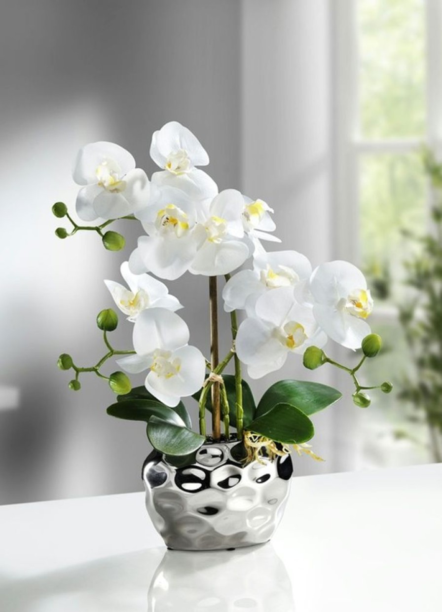 Dekoration BADER | Orchidee Im Topf