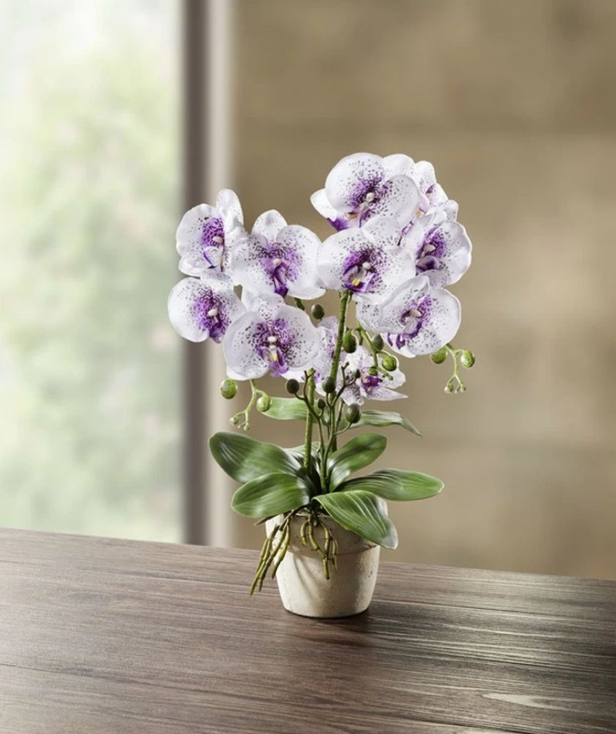 Dekoration BADER | Orchidee Im Topf