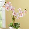 Dekoration BADER | Orchidee Im Topf