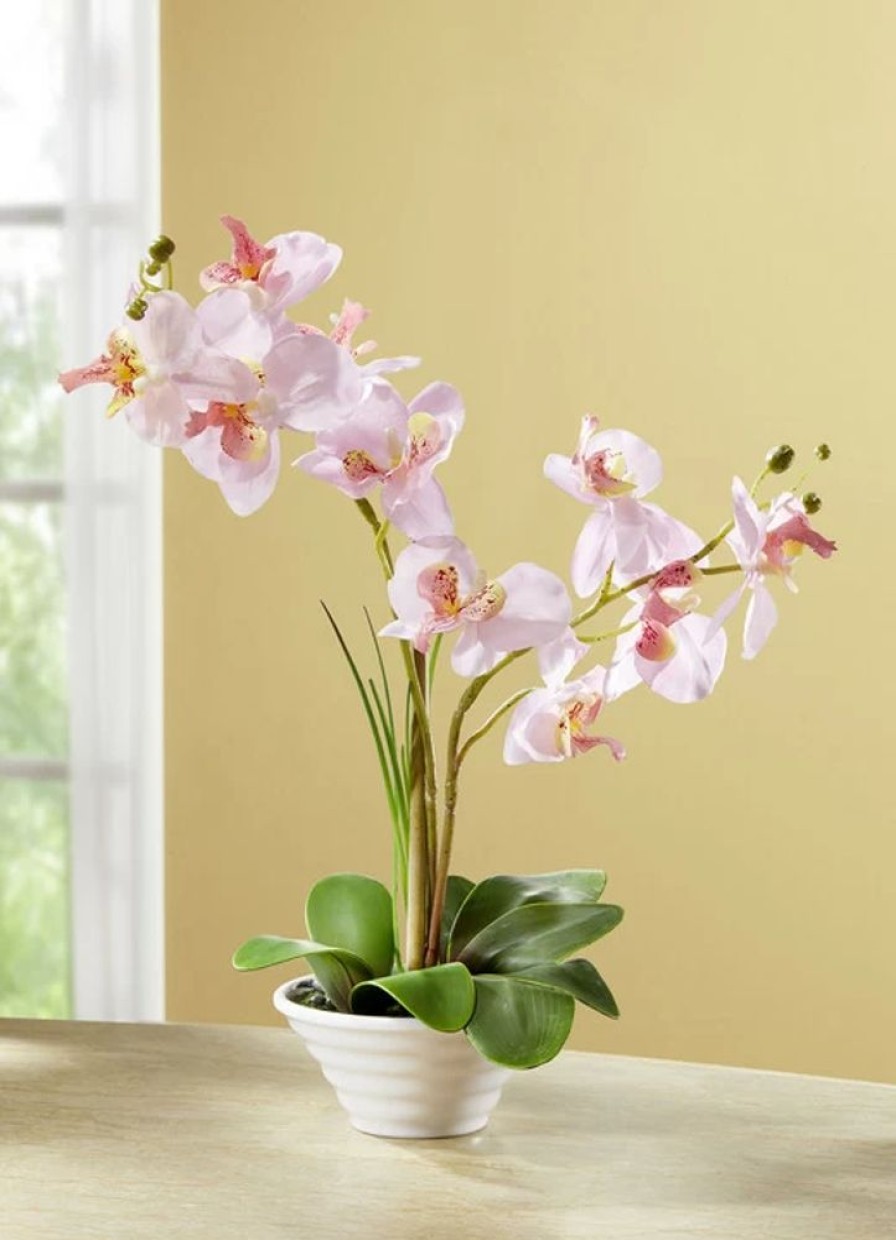 Dekoration BADER | Orchidee Im Topf