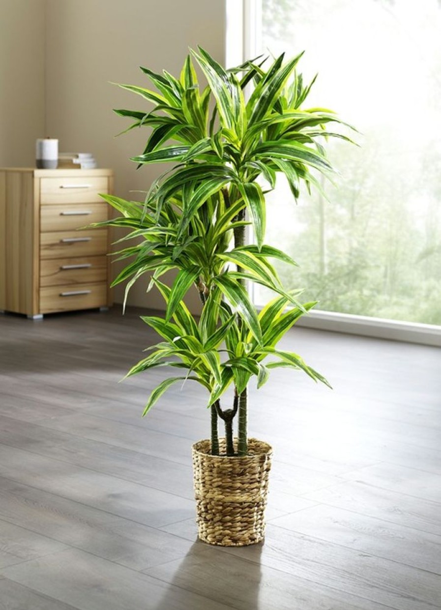 Dekoration BADER | Dracena-Reflexa-Palme