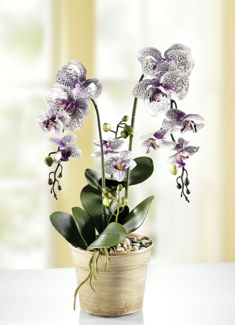 Dekoration BADER | Orchidee Im Topf