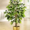 Dekoration BADER | Ficus Im Topf