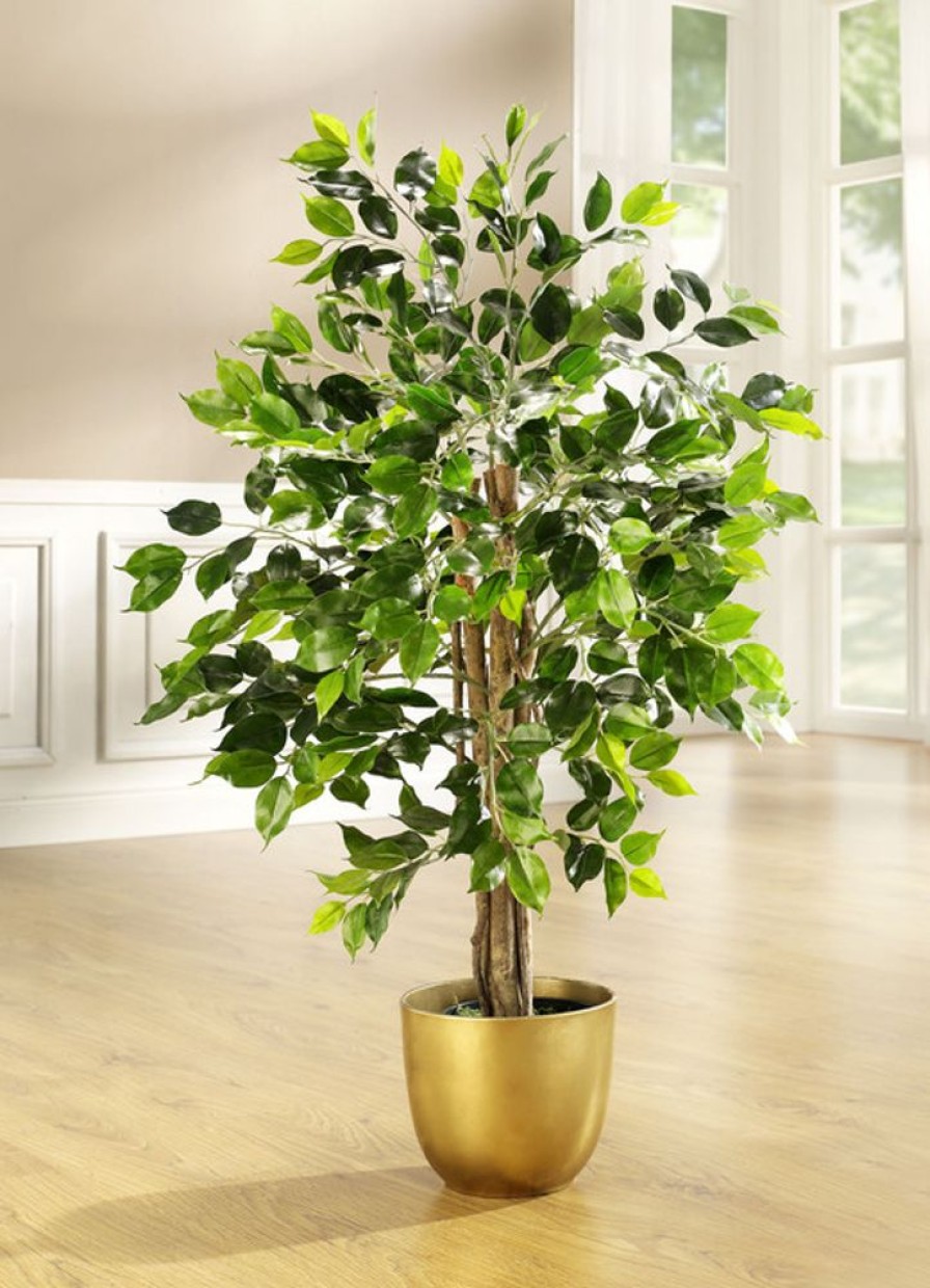 Dekoration BADER | Ficus Im Topf