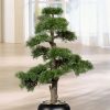 Dekoration BADER | Zeder-Bonsai