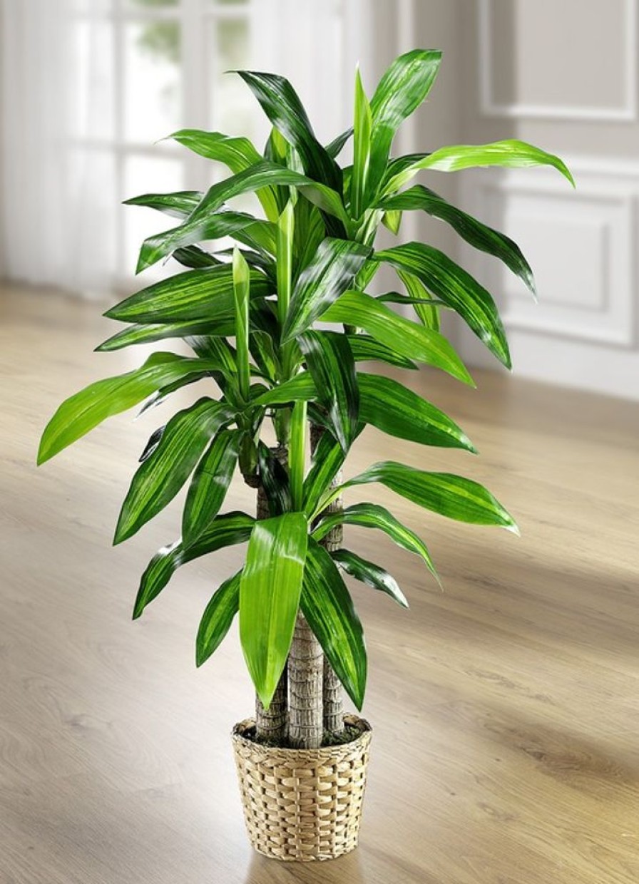 Dekoration BADER | Dracena-Palme