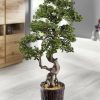 Dekoration BADER | Larchen-Bonsai Im Magnesiatopf